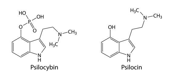 Psilocybin-psilocin-images