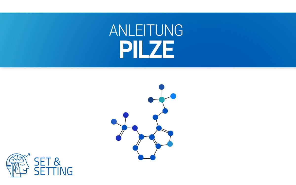 zauberpilze anleitung psilocybin magic mushrooms anleitung dosierung guide tutorial abwiegen essen kaufen legalität