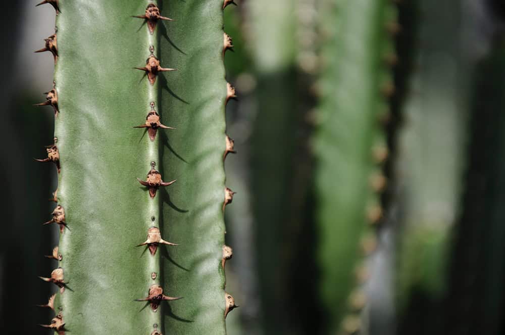 anpedrokaktus Trichocereus Pachanoi kaktus san pedro psychedelika