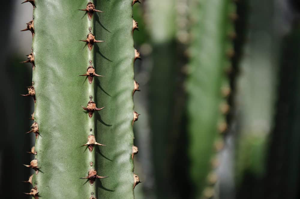 Trichocereus Pachanoi kaktus san pedro psychedelika