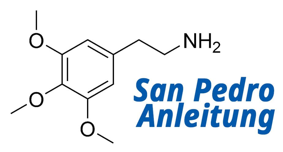 sanpedro_anleitung san pedro sanpedro anleitung kaktus kakteen meskalin psychedelika psychedelische drogen wirkung dosierung legalität