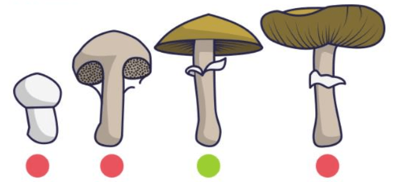 Magc Mushroms Pilze zauberpilze selbst selber anbauen züchten