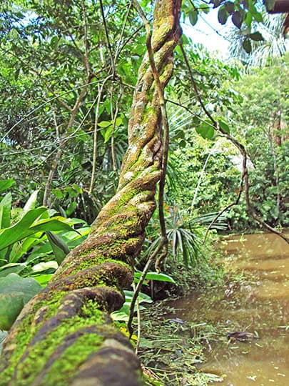 Pflanze Ayahuasca Anleitung