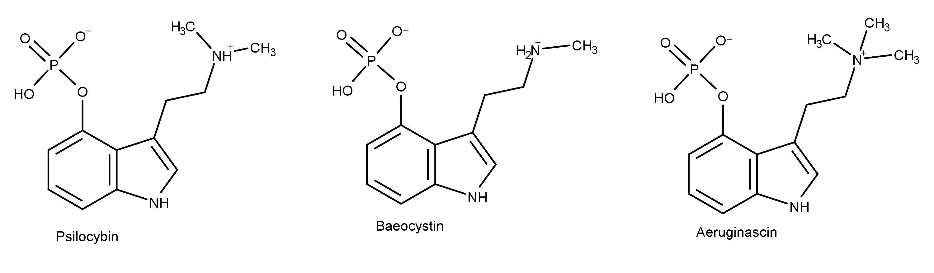 psilocybin-baeocystin-aeruginascin