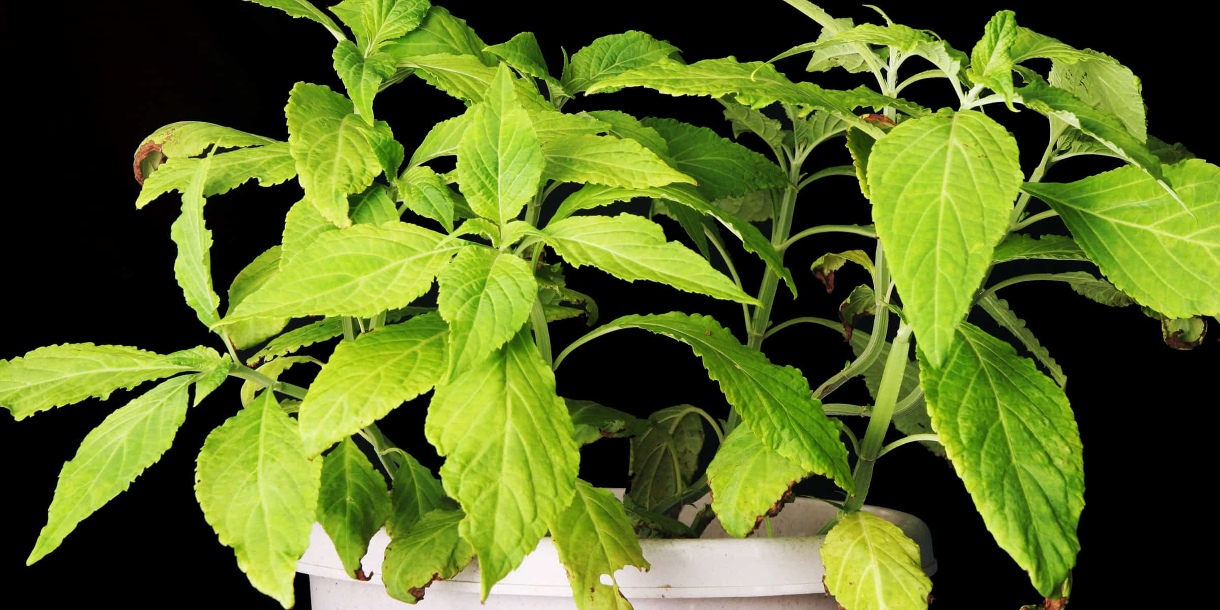 Science_SalviaDivinorum_SS2180252 salvia