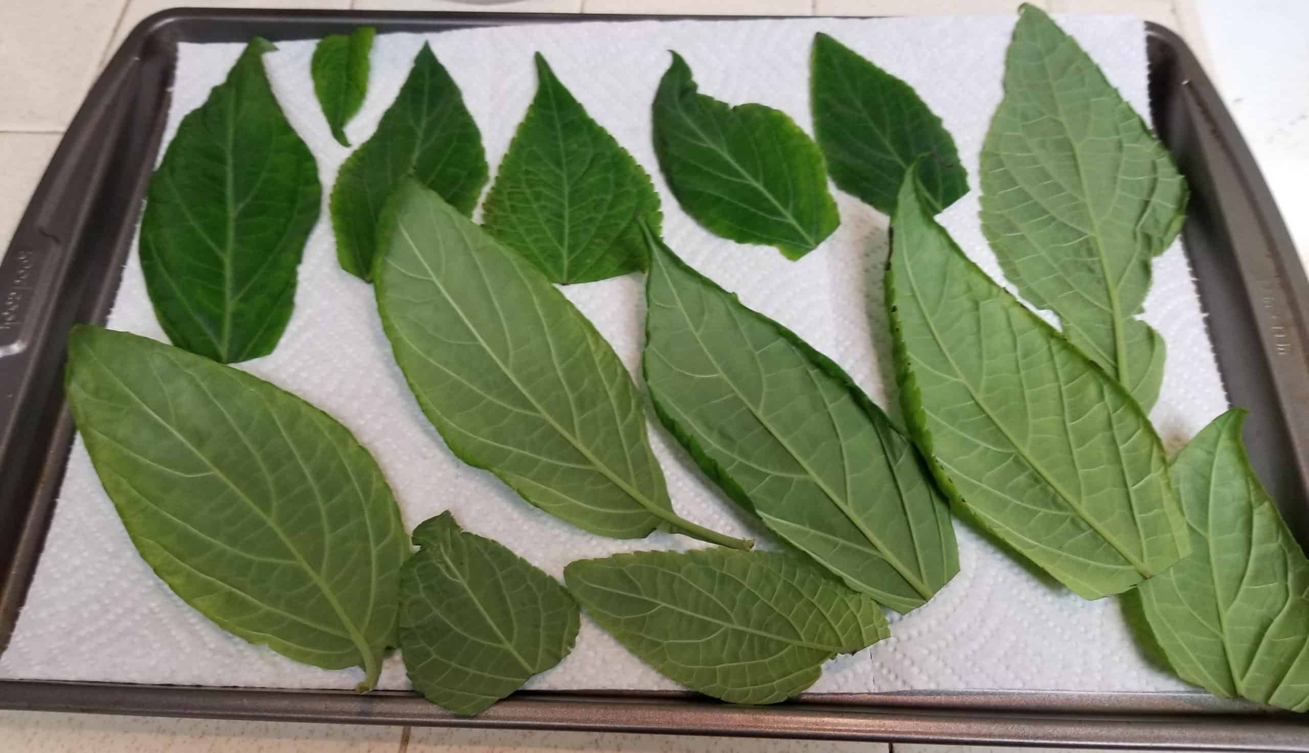 d frische salvia divinorum blätter
