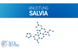 salvia divinorum anleitung salvinora slivnia a salvinorin a mazateken schamanen mexiko oaxaca