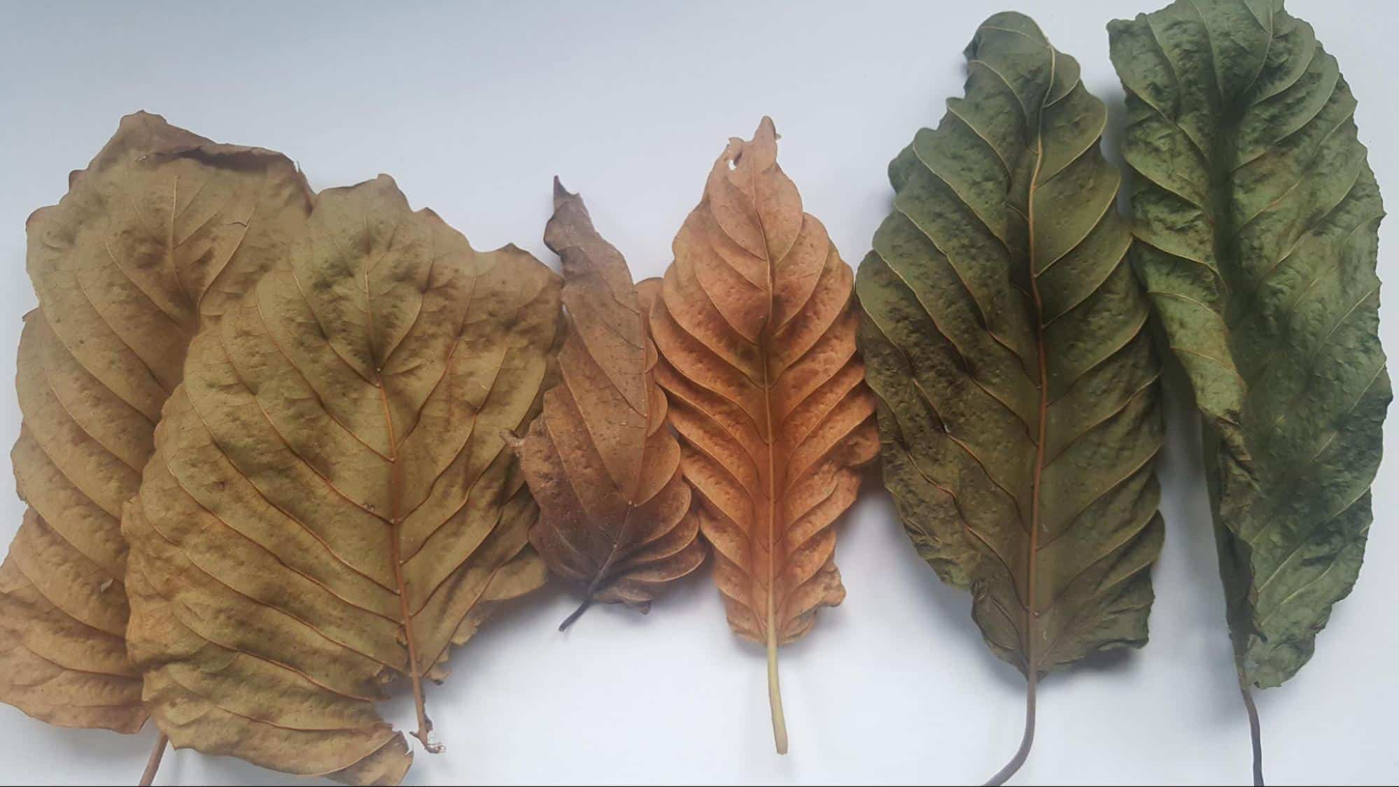 Fünf große, trockene Kratomblätter in verschiedenen Braun- und Grüntönen, auf weißem Hintergrund ausgelegt.