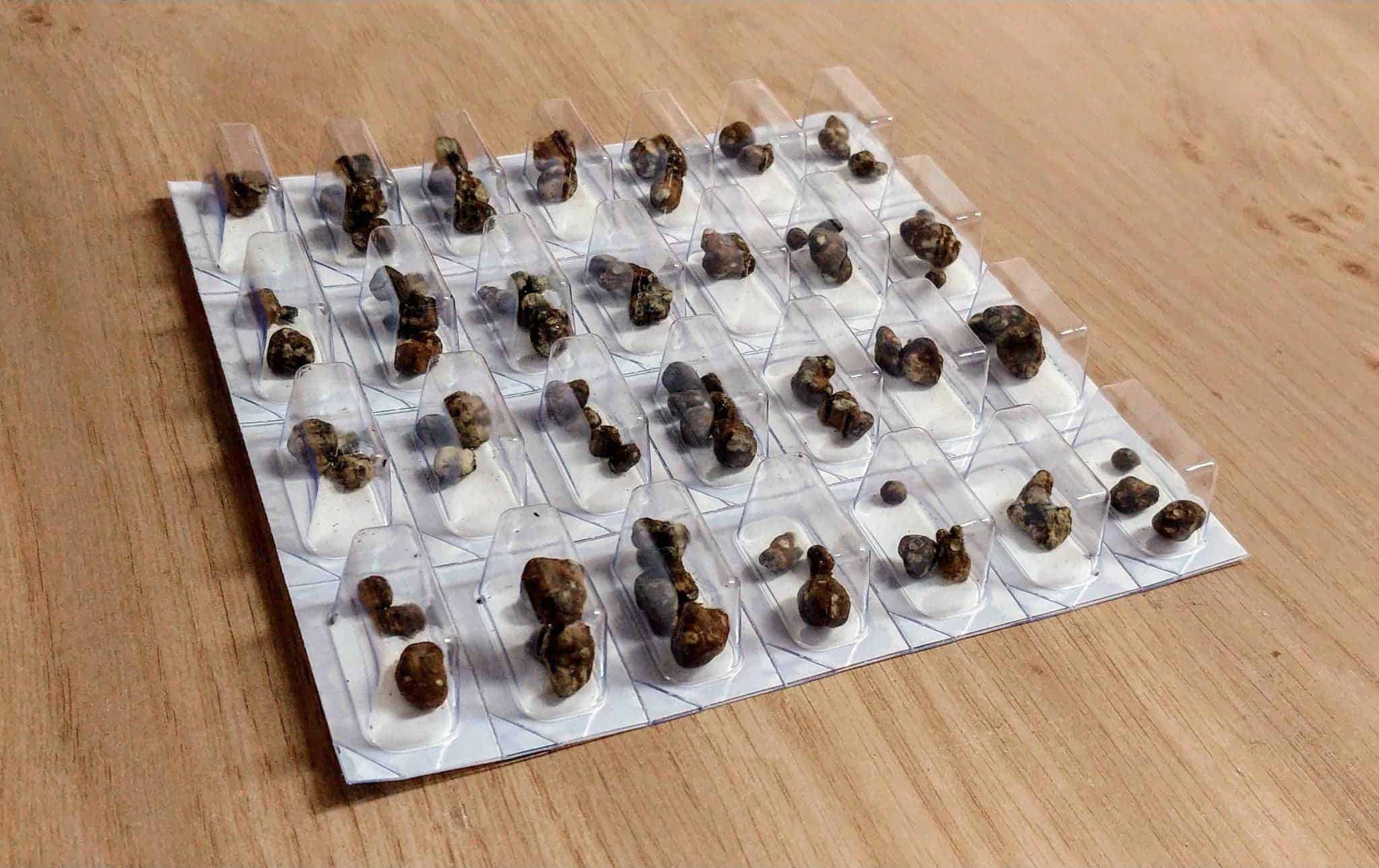 microdosing_truffles