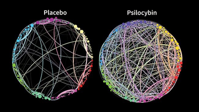 Zwei Kreise: „Placebo“ mit weniger Linien und Farben, „Psilocybin“ mit mehr verbundenen Linien und leuchtenden Farben.