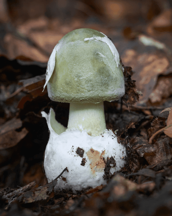 Nahaufnahme eines Pilzes mit grüner Kappe, der aus dem Waldboden wächst, umgeben von braunen Blättern, und einem ungiftigen Fliegenpilz ähnelt.