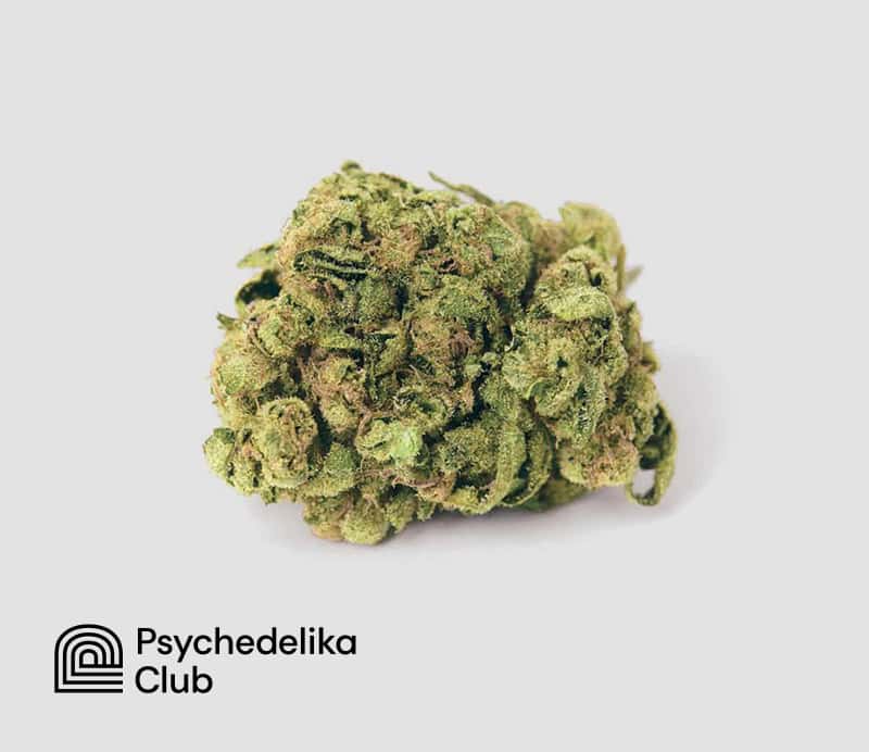 Eine Nahaufnahme einer Cannabisblüte mit dem Logo des Psychedelika Club in der unteren linken Ecke.