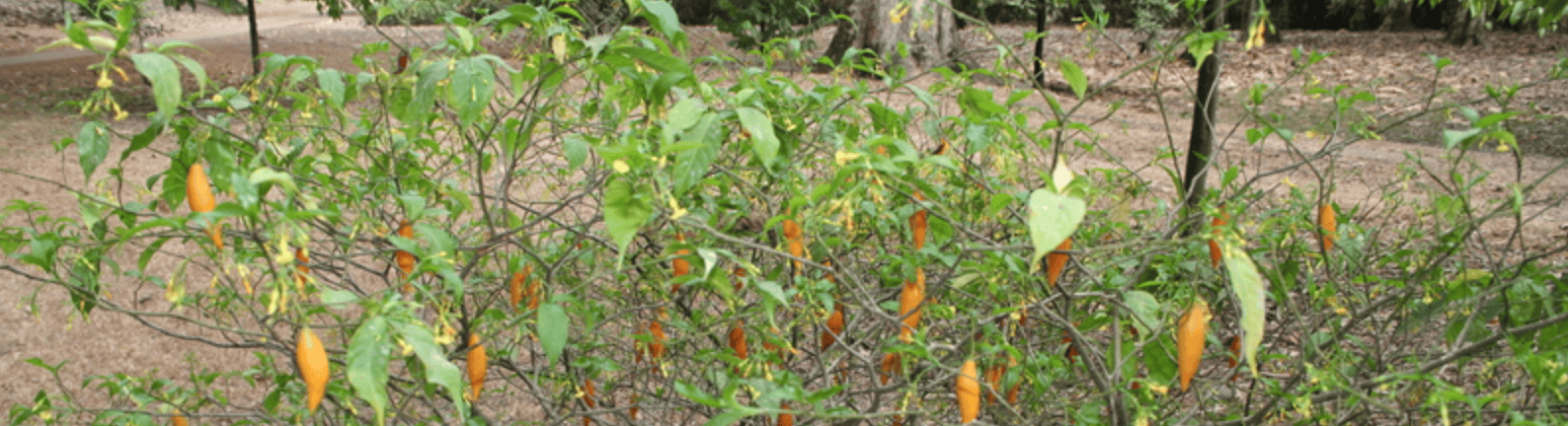 Ein Busch mit schlanken, gelblich-orangen Hülsen und grünen Blättern in einem trockenen, bepflanzten Gebiet.