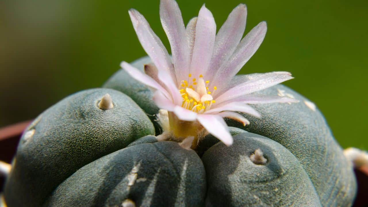Nahaufnahme eines grünen Peyote-Kaktus mit einer blassrosa Blüte auf der Spitze.